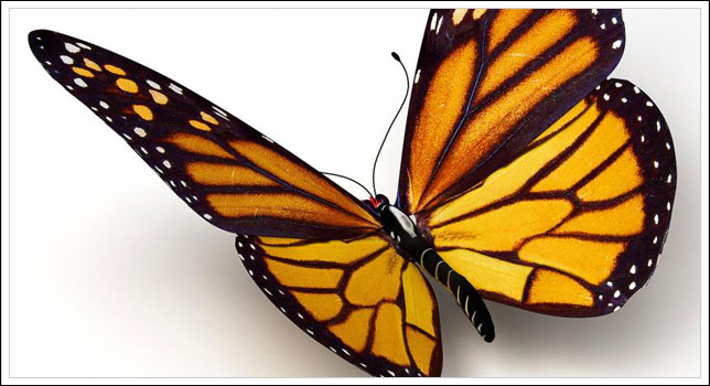 Monarch Butterfly